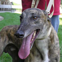 h723_atwater head_300x100000